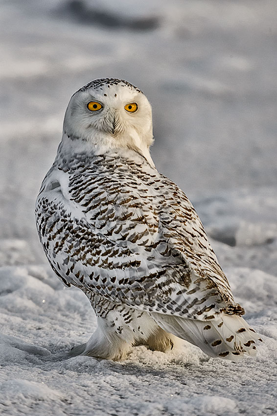 Snowy-Owl-Bubo-scandiacus-Richard-King-14-000222.vv | Richard King's Photography Blog